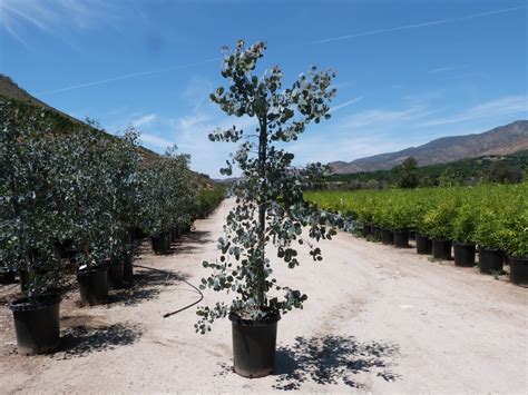 silver dollar eucalyptus tree growing zones - Hiroko Meadows