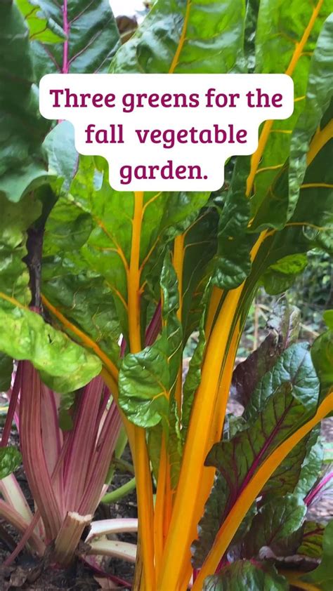 Plant A Fall Vegetable Garden For An Extended Harvest Fall Garden