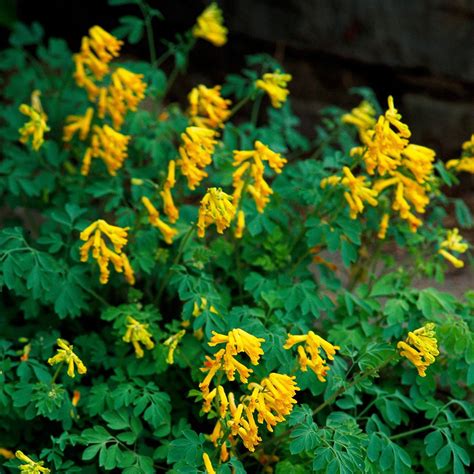 23 Beautiful Perennials For Shade That Are Easy To Grow