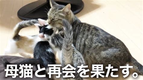 母猫の保護に成功しました！【子猫との再会】 Youtube