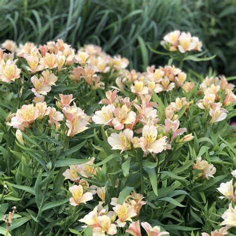 Alstroemeria Inca Ice Atelier Yuwa Ciao Jp