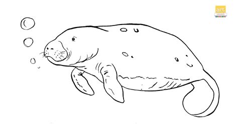 How to Draw A Florida Manatees II Manatees drawing II Sea cow drawing
