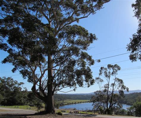 Top Five Attractions in Nowra