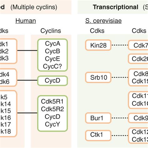 PDF Cyclin Dependent Kinases