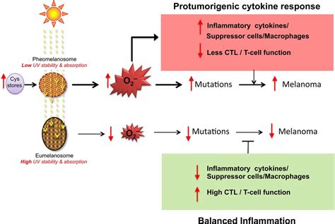 Mc1r Eumelanin And Pheomelanin Their Role In Determining The