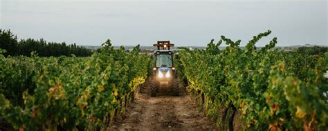 Masseria Pietrosa Palmenti Primitivo Di Manduria Vigne Vecchie