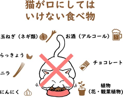 【獣医監修】猫の餌、どんな食べ物がオススメ？ご飯を食べない時はどうすればいいの？子猫の餌の与え方も解説します！│楽天保険の総合窓口