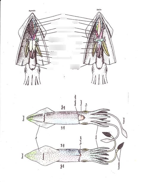 Squid Anatomy A All Diagram Quizlet