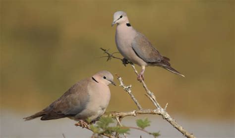 Days Bird Watching In Rwanda Rwanda Birding Safari