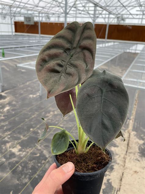 Alocasia Cuprea 4 Pot ALL PLANTS Require You To Purchase 2 Etsy