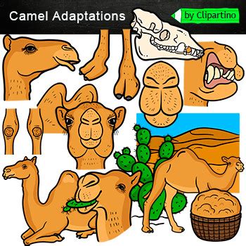 Animal Adaptations Clip Art Commercial use/ Camel Clip art by Clipartino