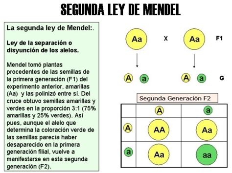 Leyes De La Herencia Mendeliana Mapa Mental