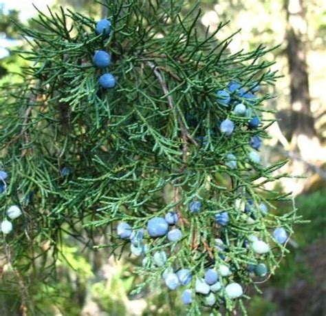 Juniperus Maritima Alchetron The Free Social Encyclopedia