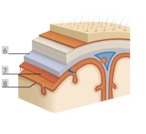 Meninges Diagram | Quizlet