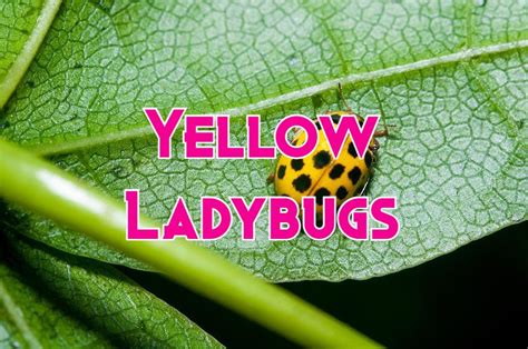 Yellow Ladybugs: Types, Spiritual Meaning, Bite, and More