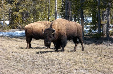 Scientists are freaking out about 9,300-year-old bison mummy | Salon.com