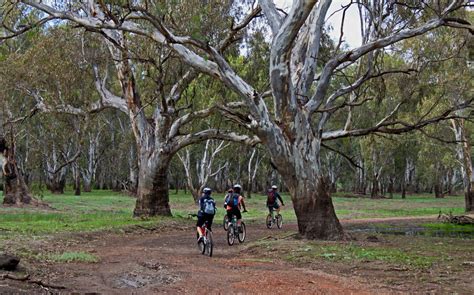 Guide To The River Red Gum Parks Of The Riverina Nsw Laptrinhx News