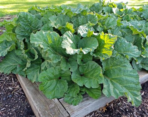 Rhubarb Rheum Rhabarbarum Wisconsin Horticulture