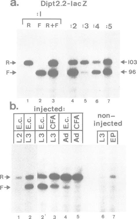 Primer Extension Analyses Of Diptericin And Dipt Lacz Transcripts