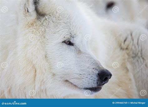 Male Arctic Wolf Canis Lupus Arctos Close Up Portrait Of The Head It