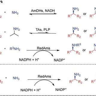 (PDF) Asymmetric synthesis of primary amines catalyzed by thermotolerant fungal reductive aminases