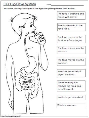 Digestive System Worksheet Pdf