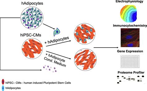 Adipocyte Mediated Electrophysiological Remodeling Of Human Stem Cell