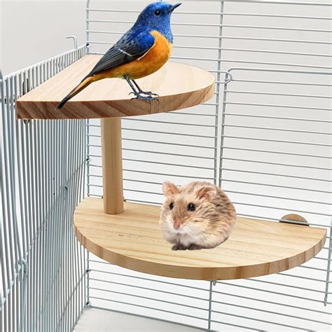 Amazon Hamiledyi Birds Perch Level Of Natural Hamster Standing