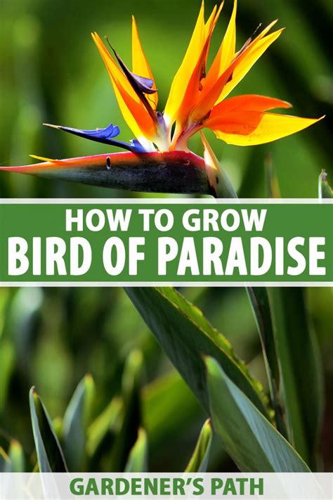 How To Grow And Care For Bird Of Paradise Plants Strelitzia