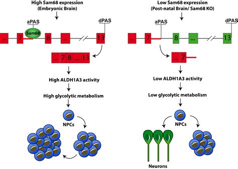 Sam68 Promotes Self Renewal And Glycolytic Metabolism In Mouse Neural