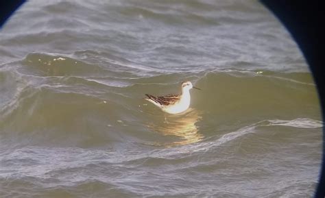 Big days of waterbird migration – Whitefish Point Bird Observatory