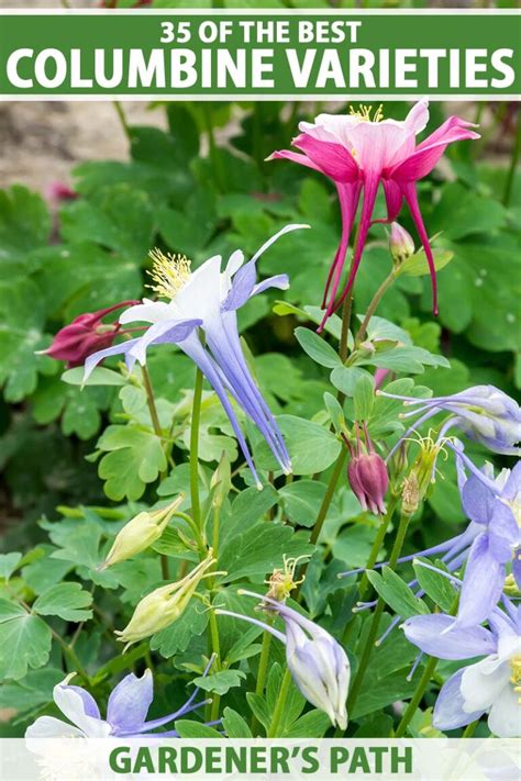 35 of the Best Columbine Varieties for the Spring Garden