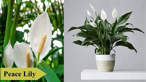 15 Indoor Plants for Winter and How to Care for Them