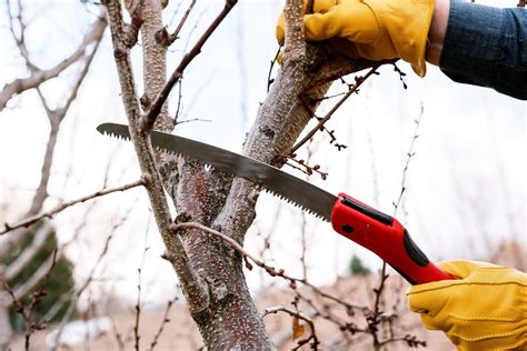 How To Use A Pruning Saw For Trees And Shrubs