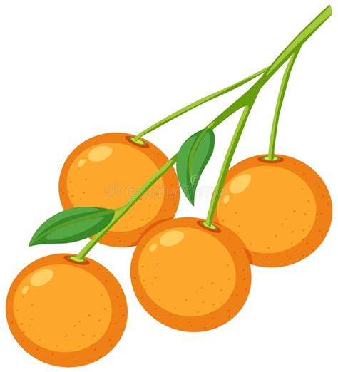 Oranges on a Branch with Leaves Isolated Stock Illustration ...