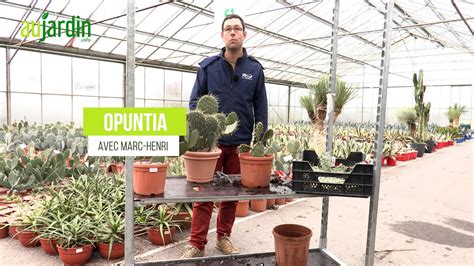 CACTUS RAQUETTES une SUCCULENTE FACILE à VIVRE CULTURE et ENTRETIEN