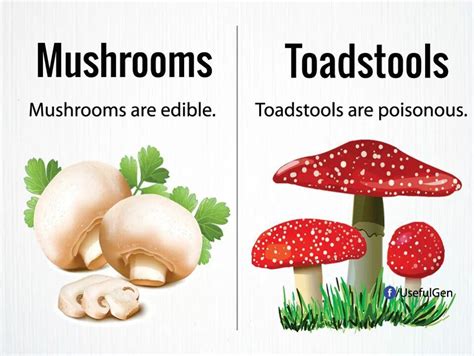 Mushroom/toadstool | English vocabulary, English idioms, English vocabulary words