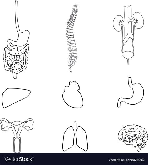 Set Human Organs Black Royalty Free Vector Image