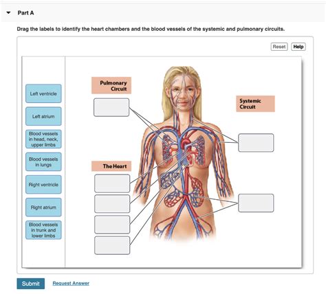 Solved Part A Drag The Labels To Identify The Heart Chambers Chegg
