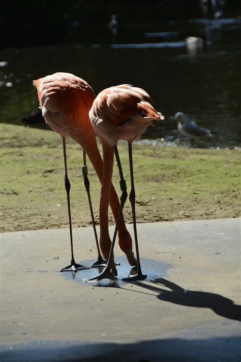 Chester Zoo 968 Caribbean Flamingos Richard Southwell Flickr