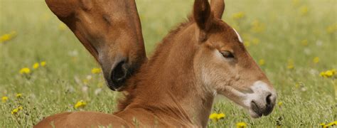 Foal Care | Merck Animal Health USA