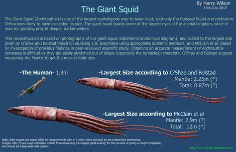 Giant Squid Size by Harry-the-Fox on DeviantArt