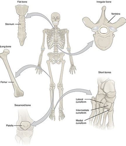 A P Ch Skeletal System A P Ch Muscular System Flashcards Quizlet