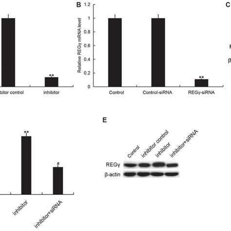 α hederin inhibits colorectal cancer cell proliferation A α hederin