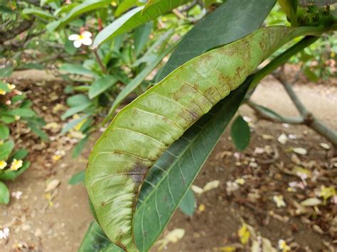 Plumeria Powdery Mildew Leaf Curling And Distortion A Photo On