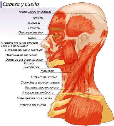 Músculos del Plano Superficial Musculatura Cabeza y Cuello Músculos