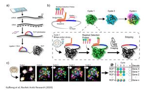 In Situ Sequencing Scilifelab