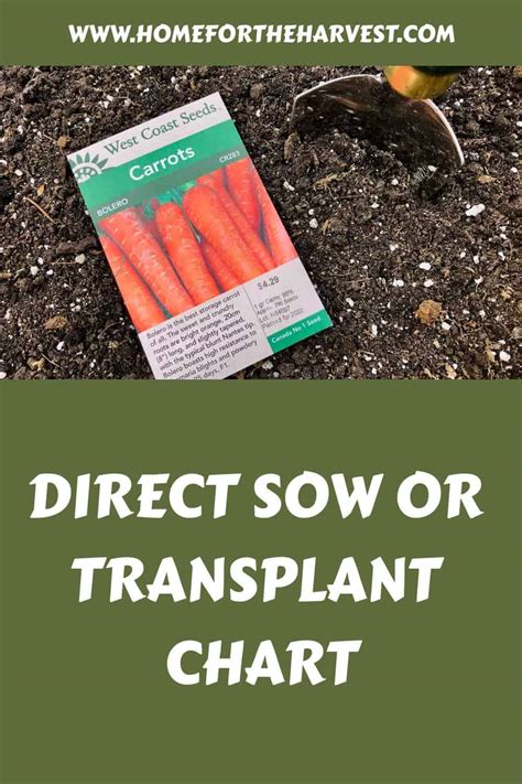 Direct Sow Or Transplant Chart 🌿 🔄 🏡 Your Guide To Planting Decisions