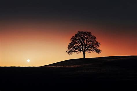 Silhueta De Uma Rvore Contra A Lua Cheia Foto Premium