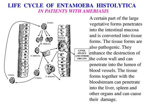 Entamoeba Histolytica Life Cycle Ppt